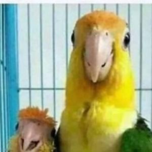 Meet your Posher, Hector